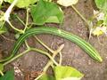 Cucumis melo var. flexuosus